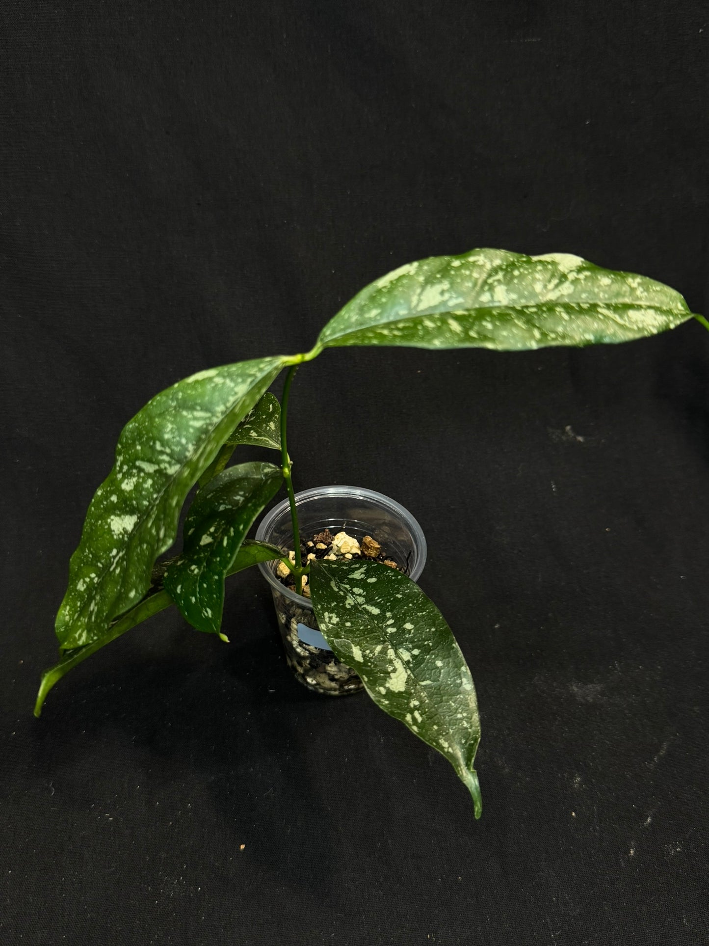 Hoya Cystiantha Splash (C1), rare, nice splashy leaves