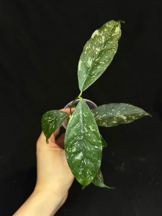 Hoya Cystiantha Splash (C1), rare, nice splashy leaves