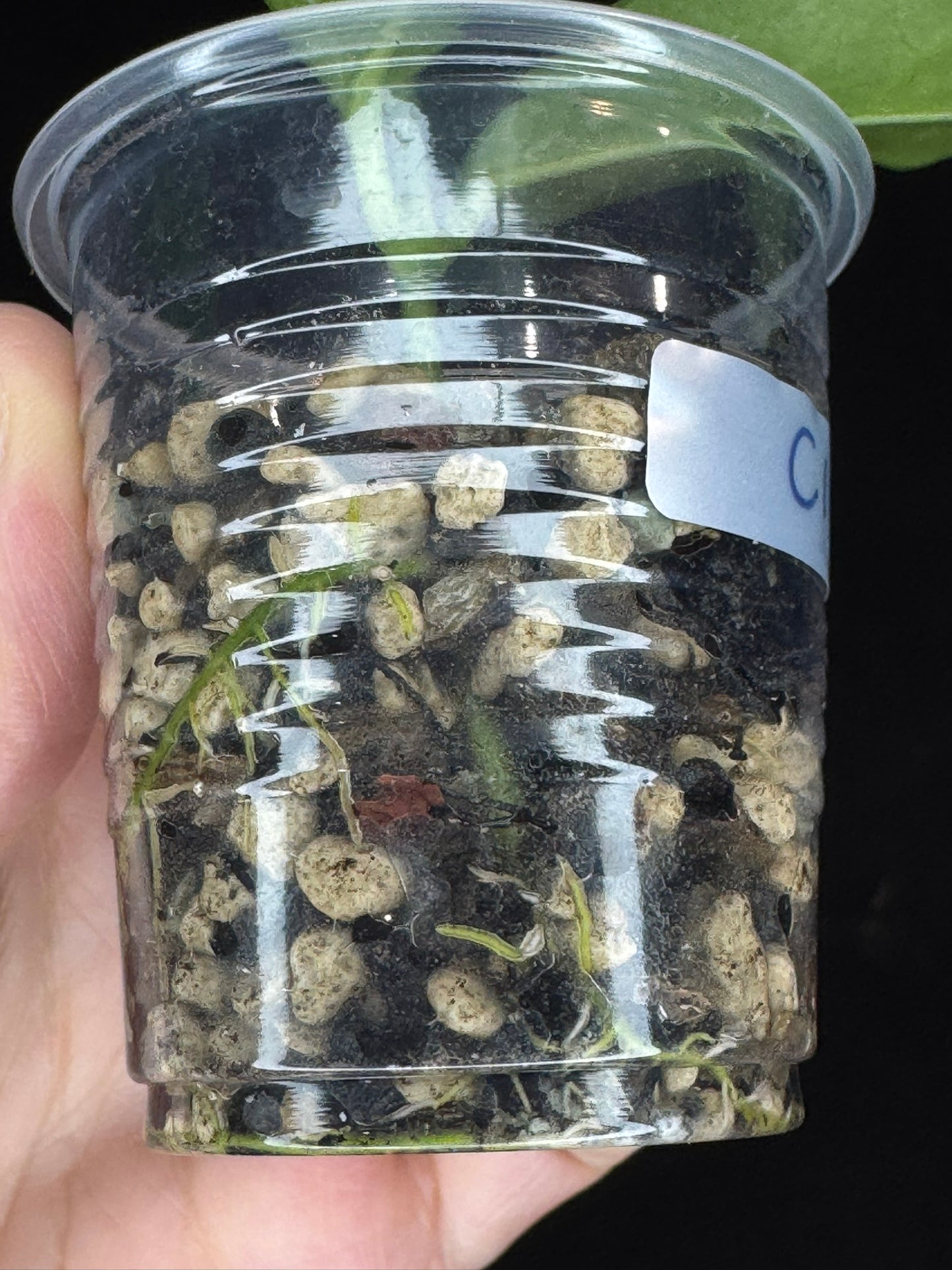 Hoya Cystiantha Splash (C1), rare, nice splashy leaves