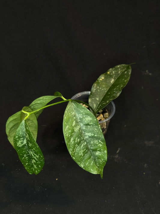Hoya Cystiantha Splash (C2), rare, nice splashy leaves