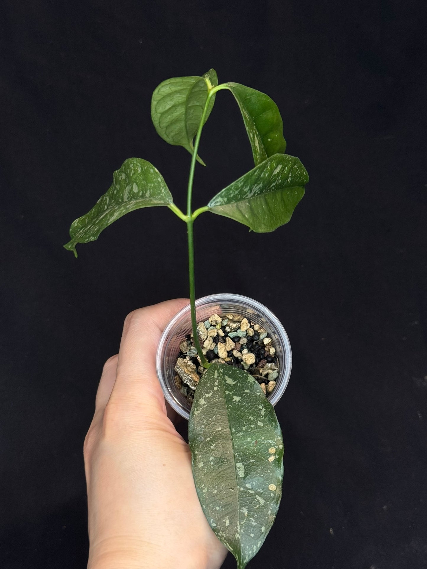 Hoya Cystiantha Splash (C2), rare, nice splashy leaves