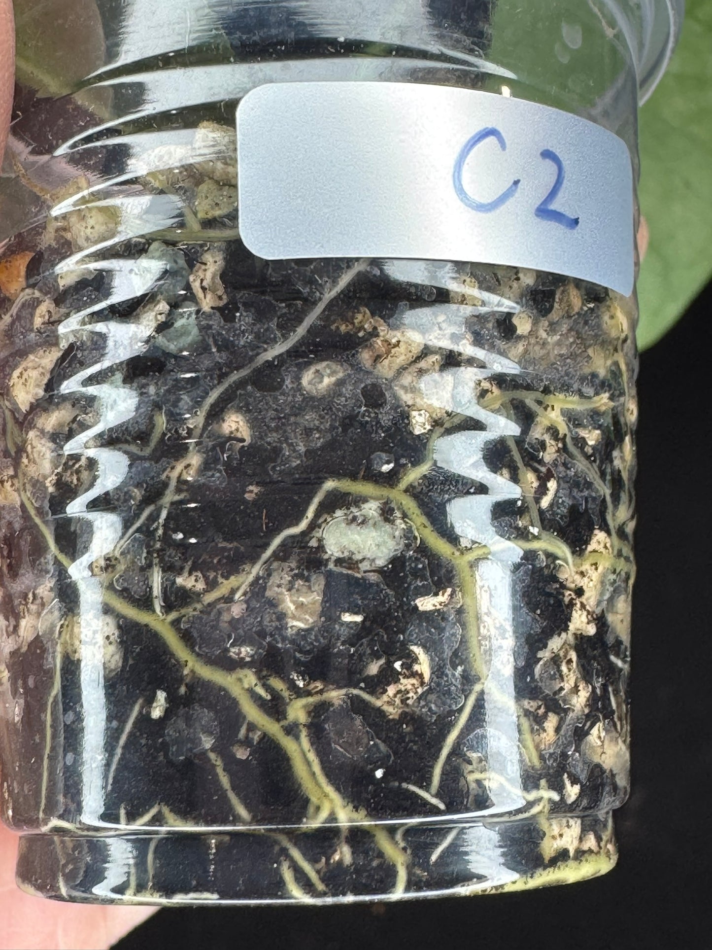 Hoya Cystiantha Splash (C2), rare, nice splashy leaves