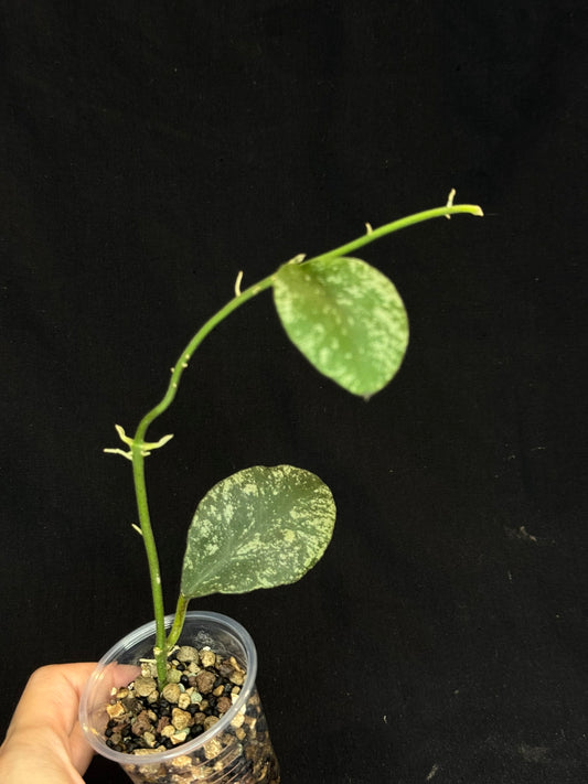 Hoya waymaniae cloudy sky, silvery/splash leaves (Copy)