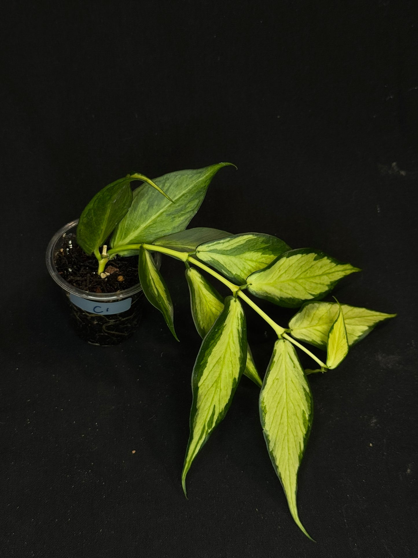 Hoya polyneura variegated (inner), rare and beautiful variegation (C1)
