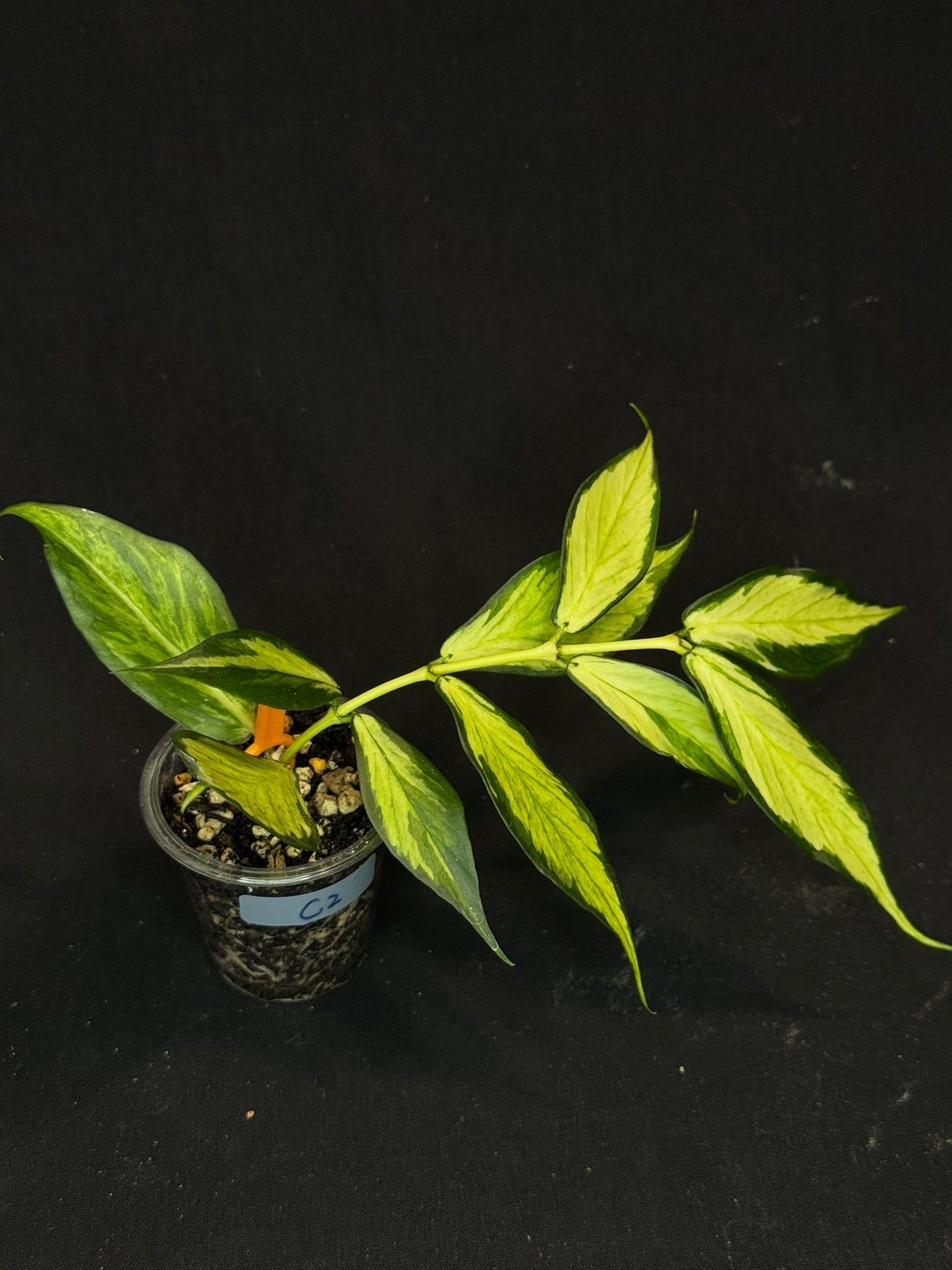 Hoya polyneura variegated (inner), rare and beautiful variegation (C2)