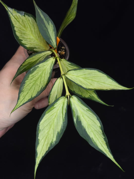 Hoya polyneura variegated (inner), rare and beautiful variegation (C2)