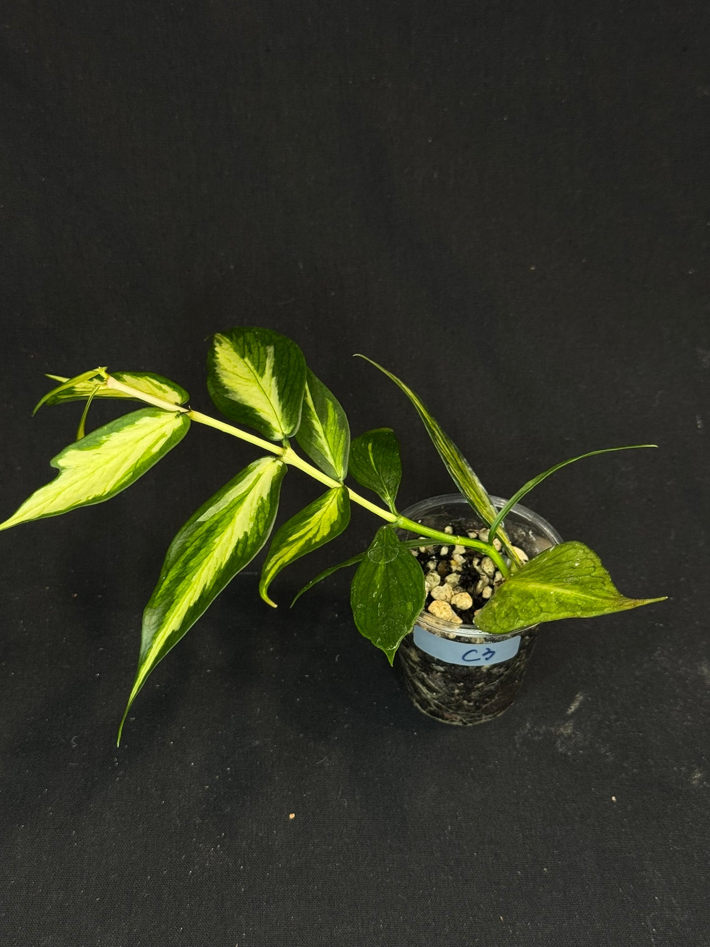 Hoya polyneura variegated (inner), rare and beautiful variegation (C3)