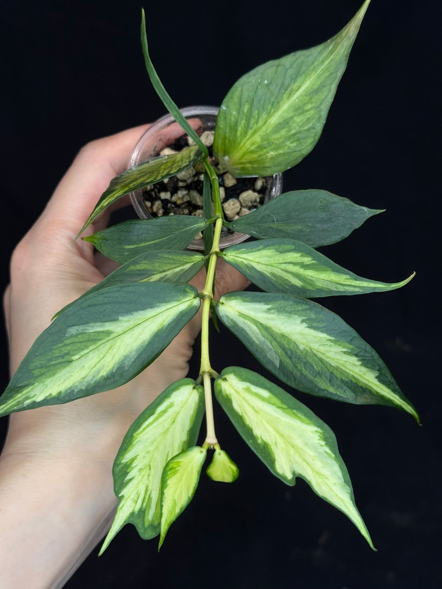 Hoya polyneura variegated (inner), rare and beautiful variegation (C3)