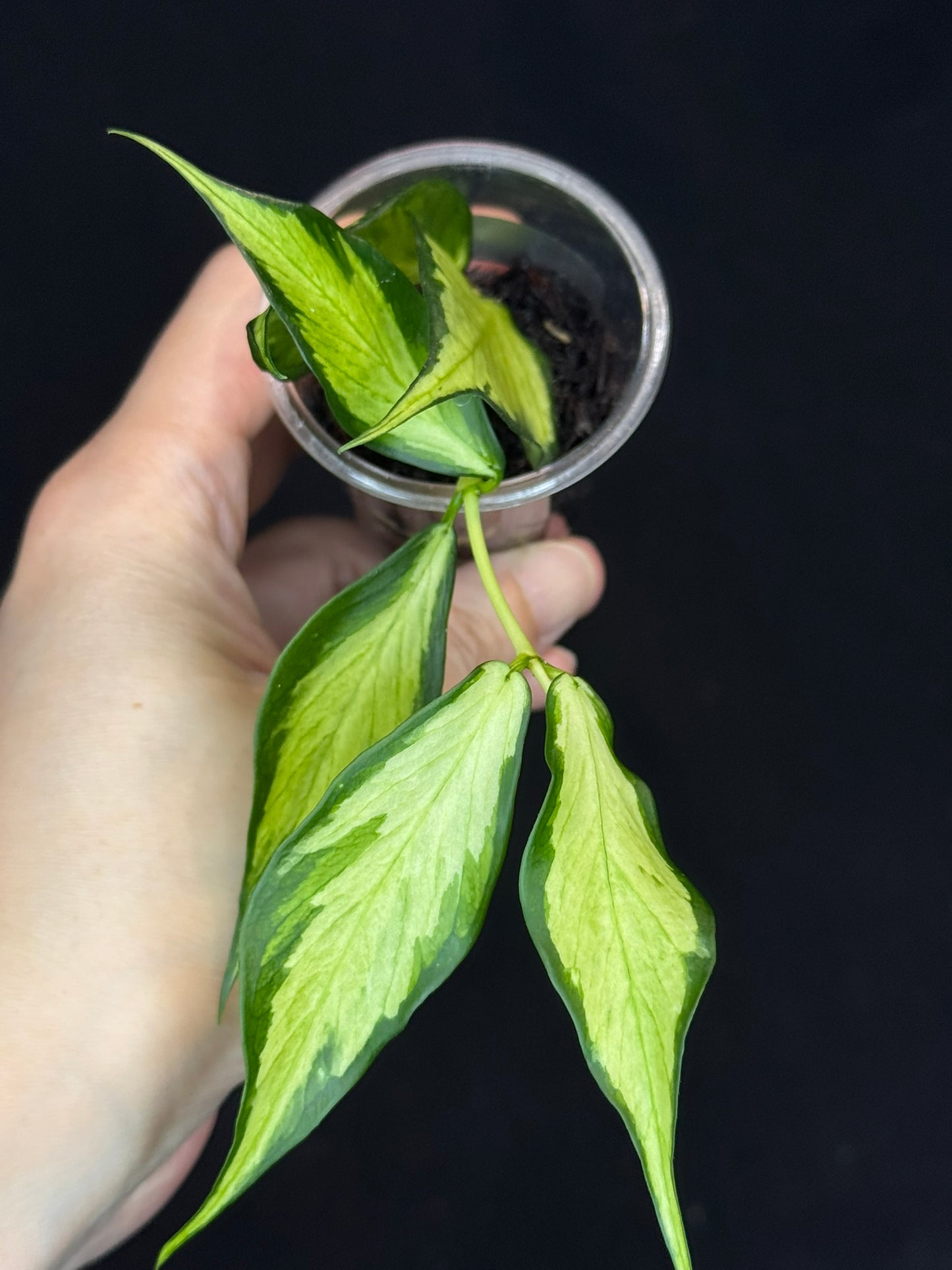 Hoya polyneura variegated (inner), rare and beautiful variegation (C4)