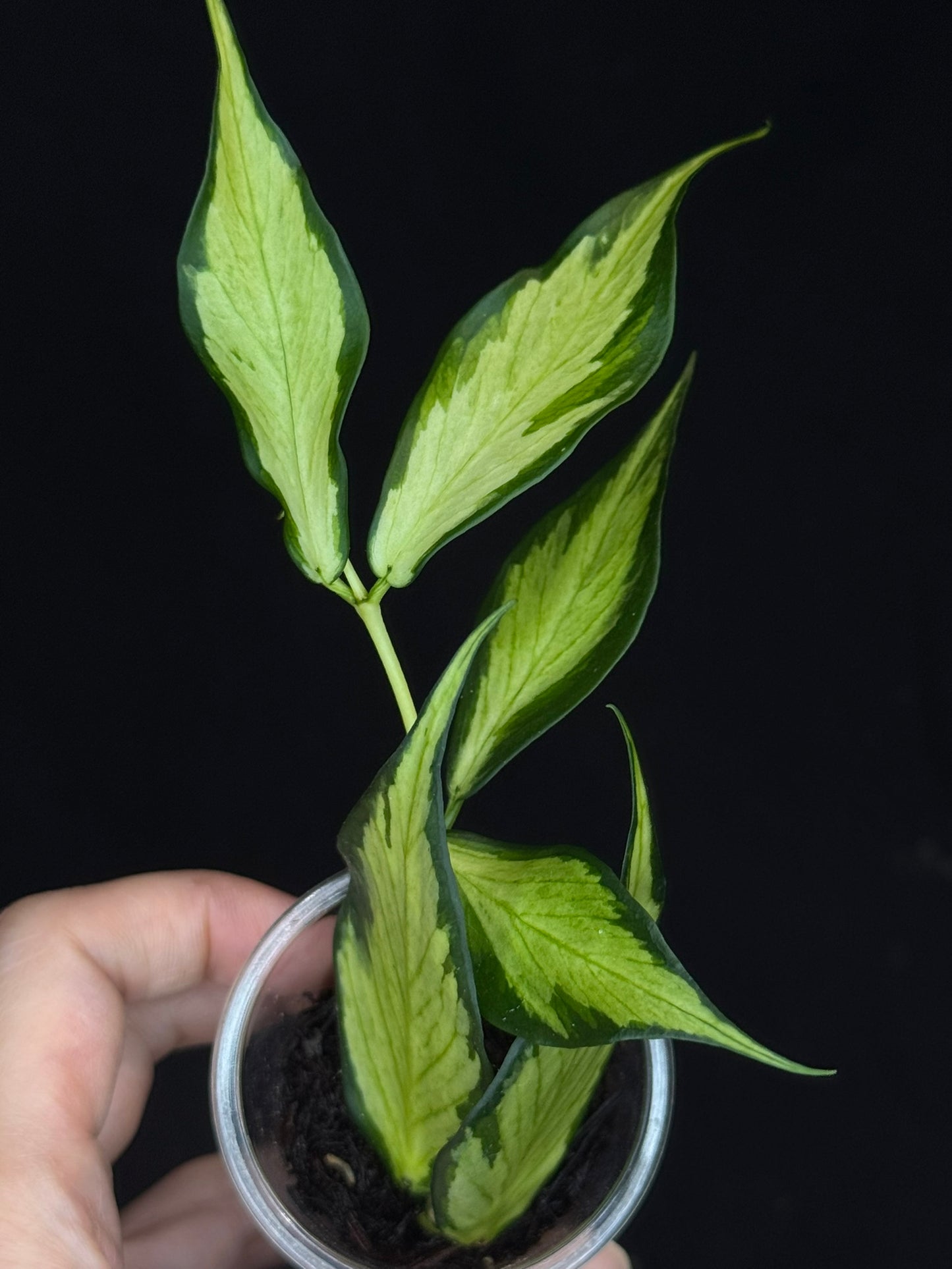 Hoya polyneura variegated (inner), rare and beautiful variegation (C4)