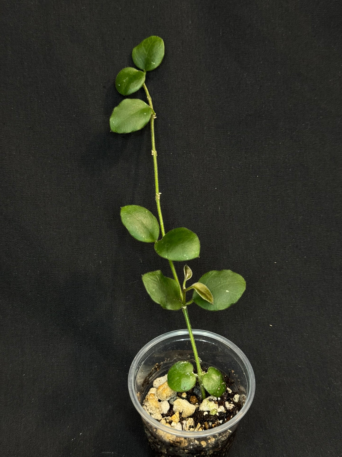 Hoya sp amber of borneo, rare, cute small leaves