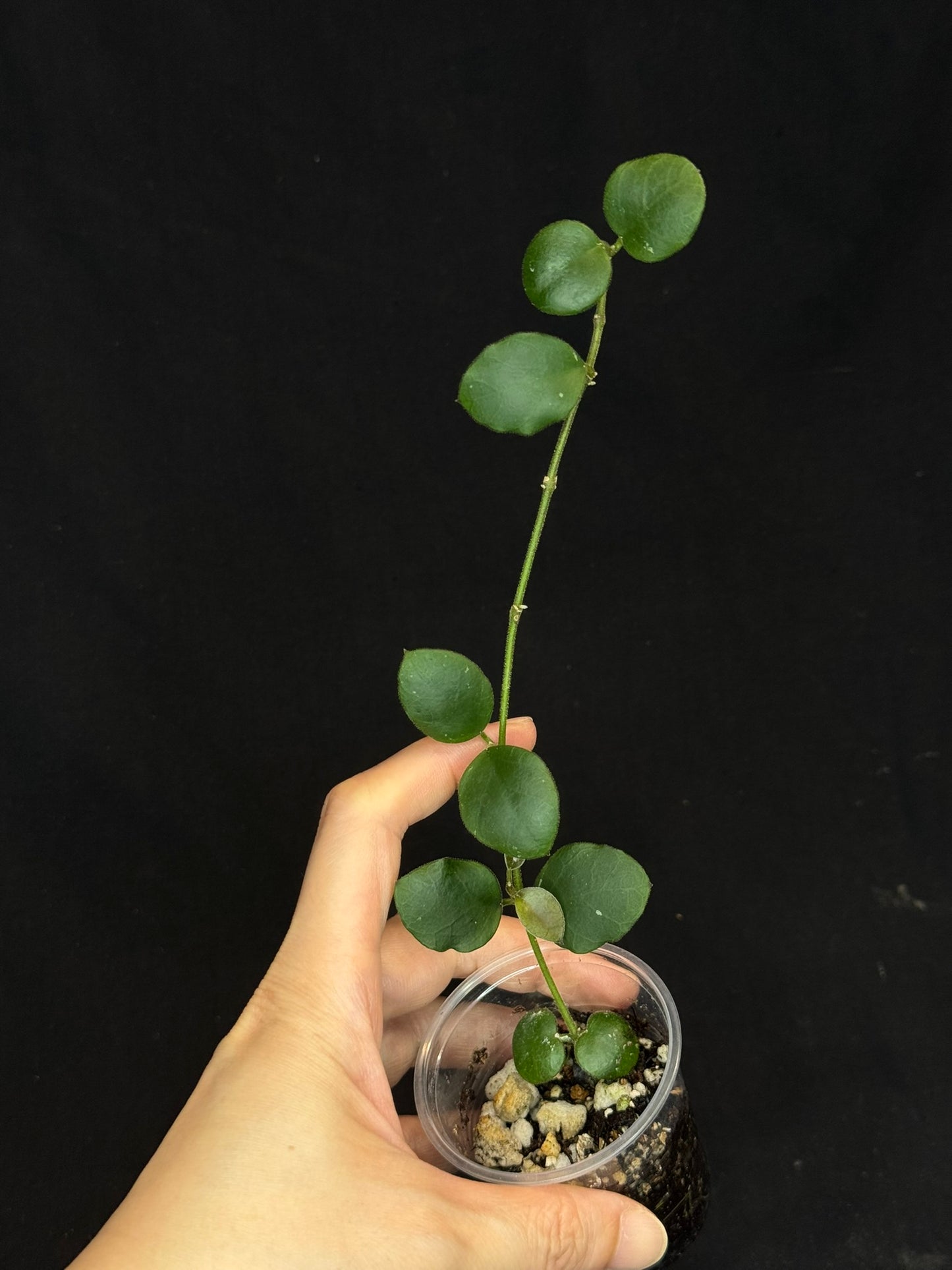 Hoya sp amber of borneo, rare, cute small leaves
