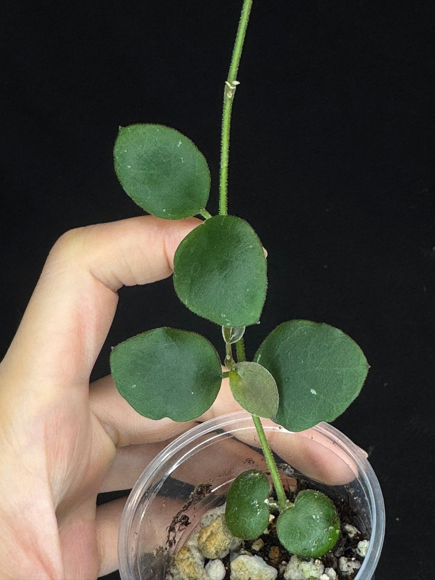 Hoya sp amber of borneo, rare, cute small leaves