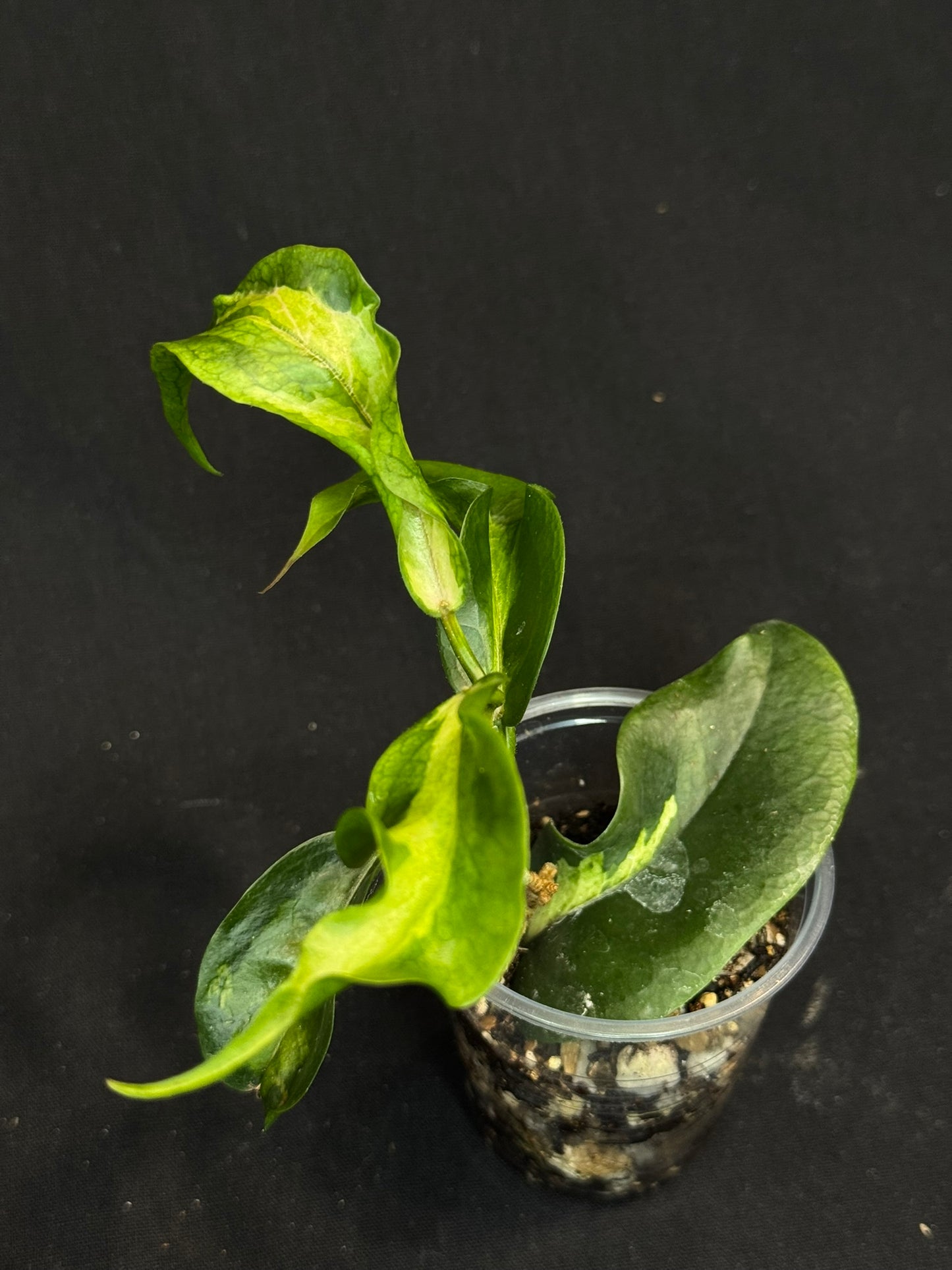Hoya Kenejiana variegata, nice inner variegation, wavy leaves, rare and special