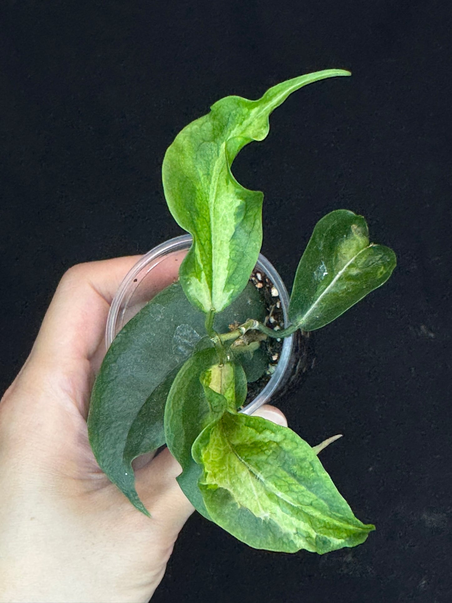 Hoya Kenejiana variegata, nice inner variegation, wavy leaves, rare and special