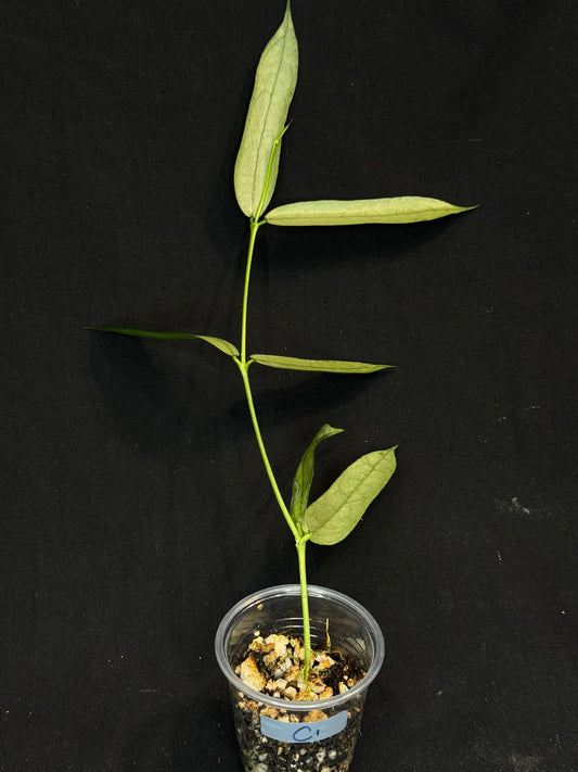 Hoya pandurata silver Vietnam clone, well-rooted (C1)