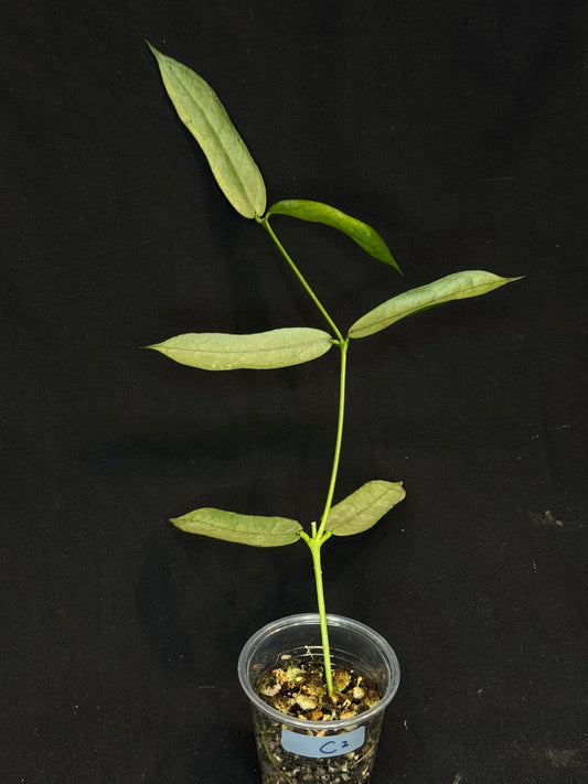 Hoya pandurata silver Vietnam clone, well-rooted (C2)