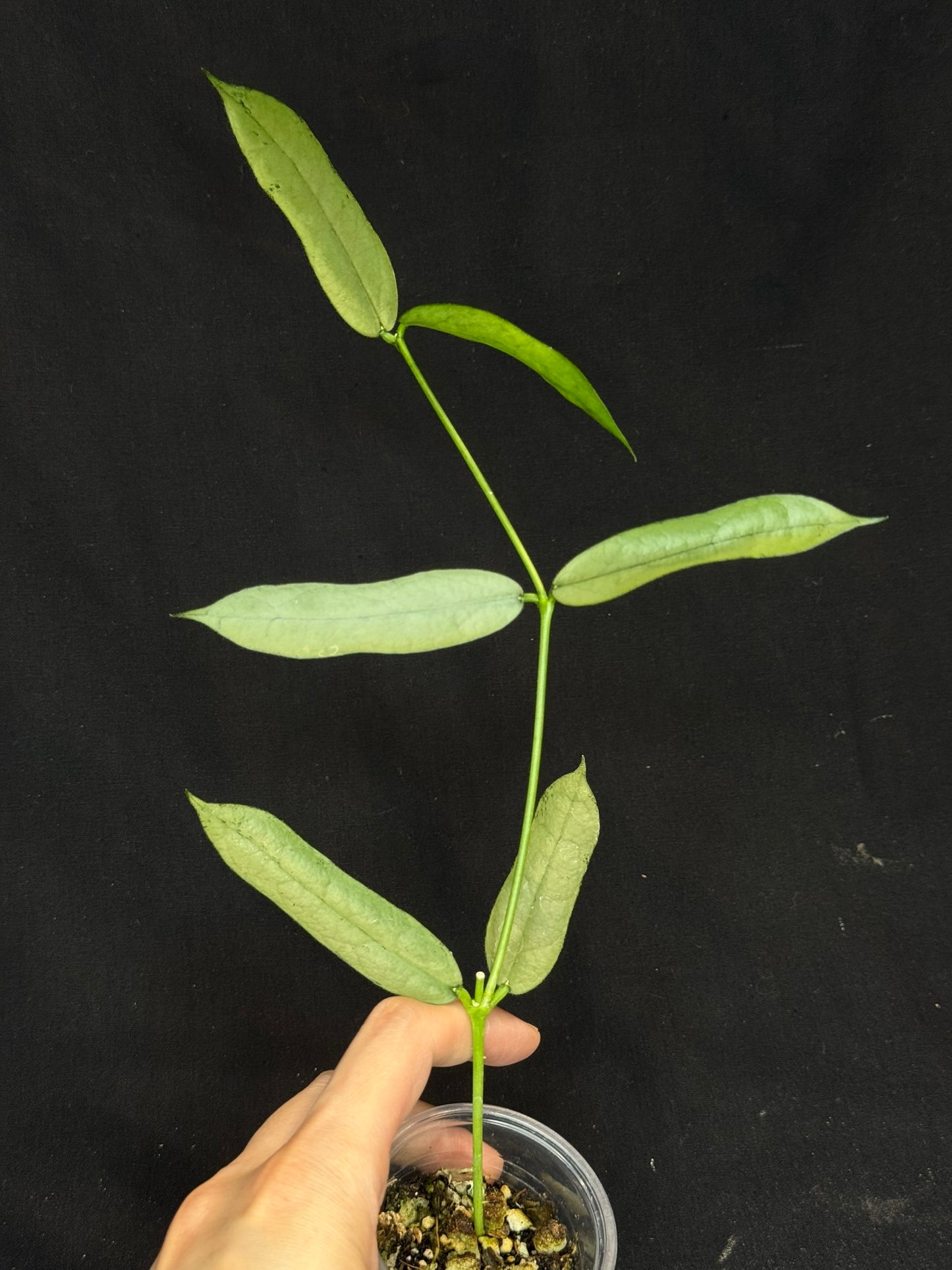 Hoya pandurata silver Vietnam clone, well-rooted (C2)
