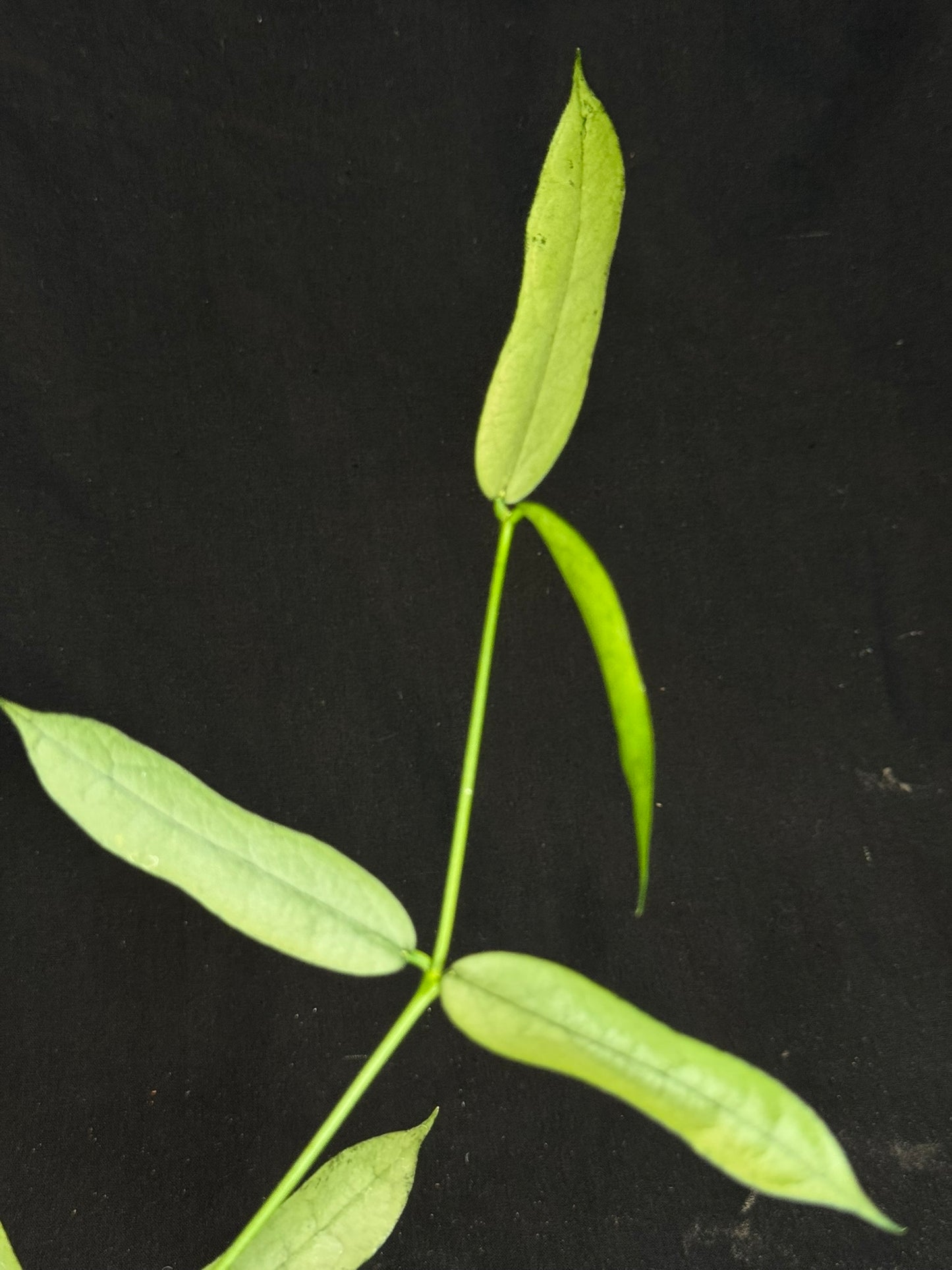 Hoya pandurata silver Vietnam clone, well-rooted (C2)