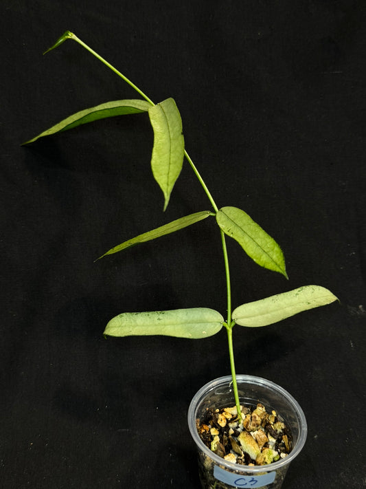Hoya pandurata silver Vietnam clone, well-rooted (C3)