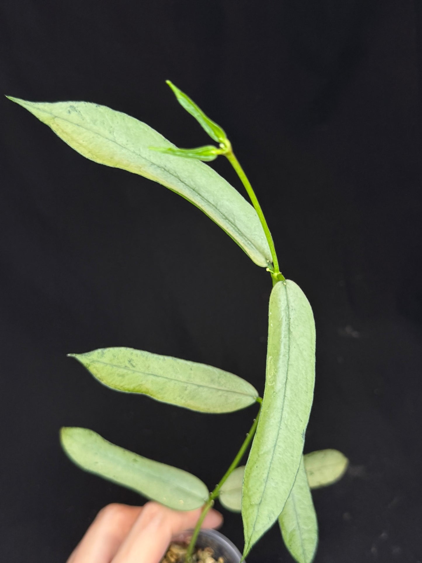 Hoya pandurata silver Vietnam clone, well-rooted (C3)