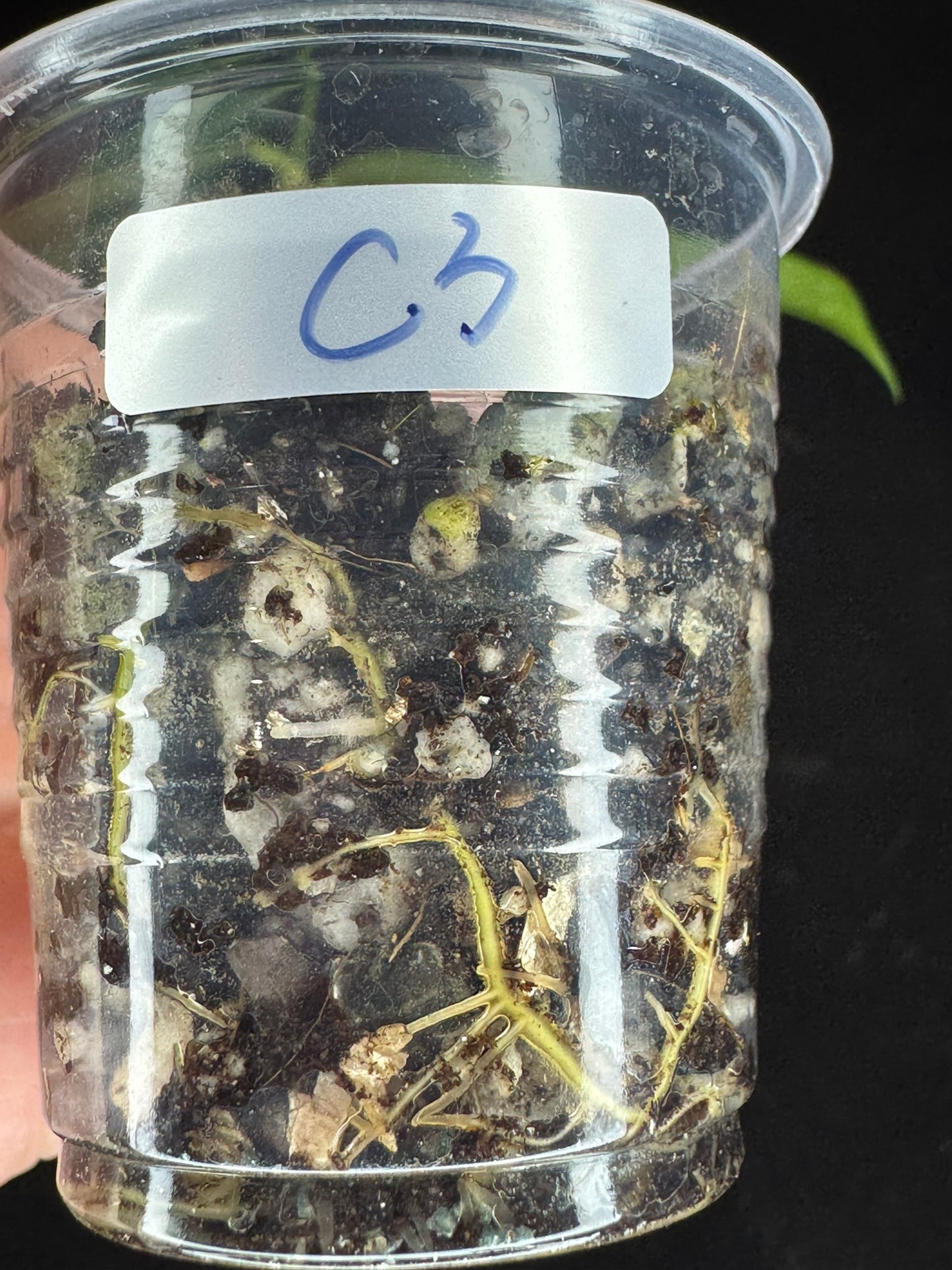 Hoya pandurata silver Vietnam clone, well-rooted (C3)