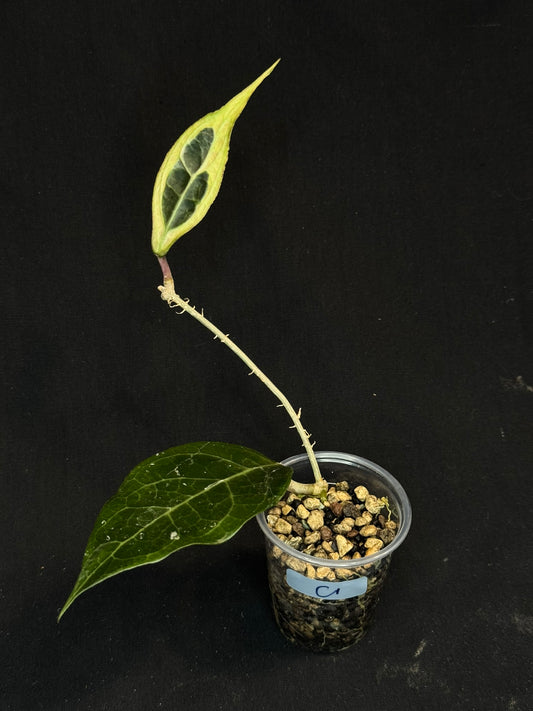 Hoya sp. Tanggamus albo-marginata, beautiful variegation (C1)