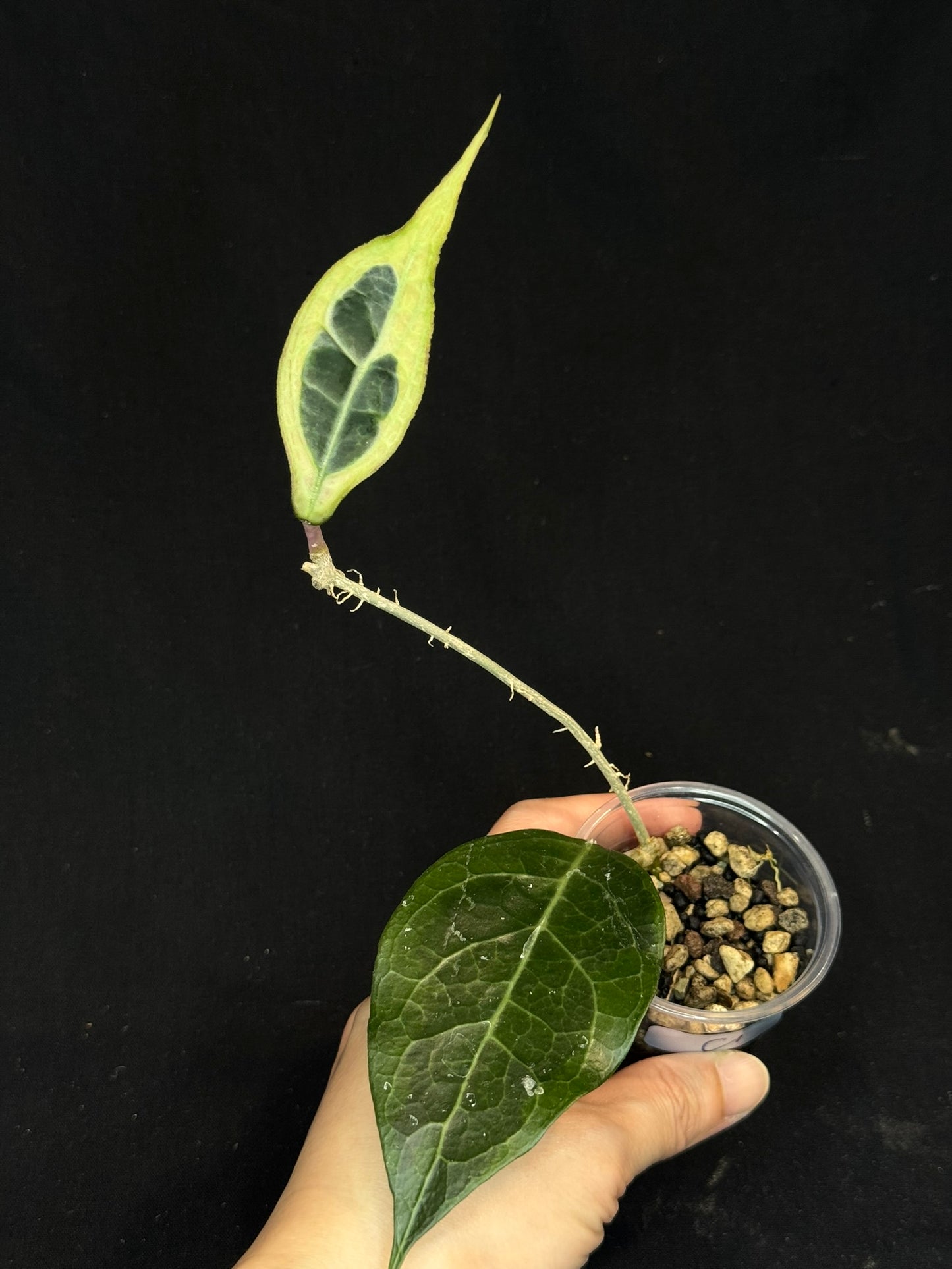 Hoya sp. Tanggamus albo-marginata, beautiful variegation (C1)