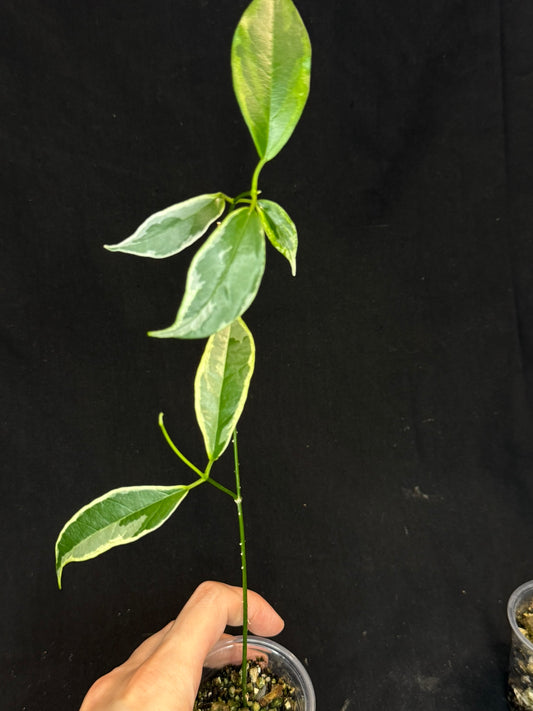 Hoya Buotti Albomarginata, nice water-color variegation (C1)