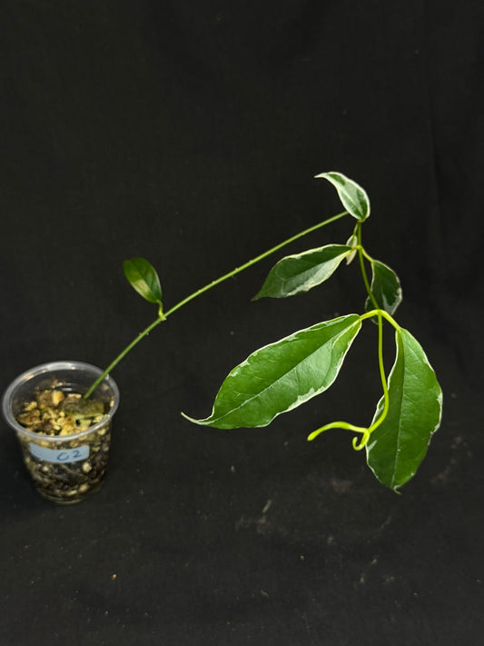 Hoya Buotti Albomarginata, nice water-color variegation (C2)