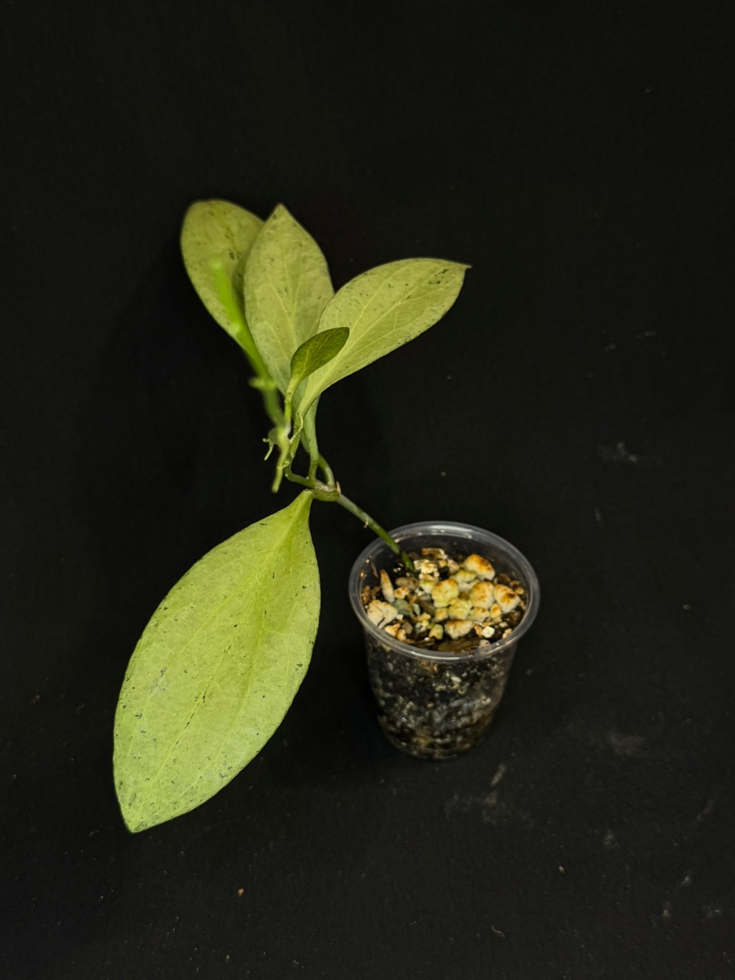 Hoya Nicholsoniae 'New Guinea Ghost', pure silver leaves