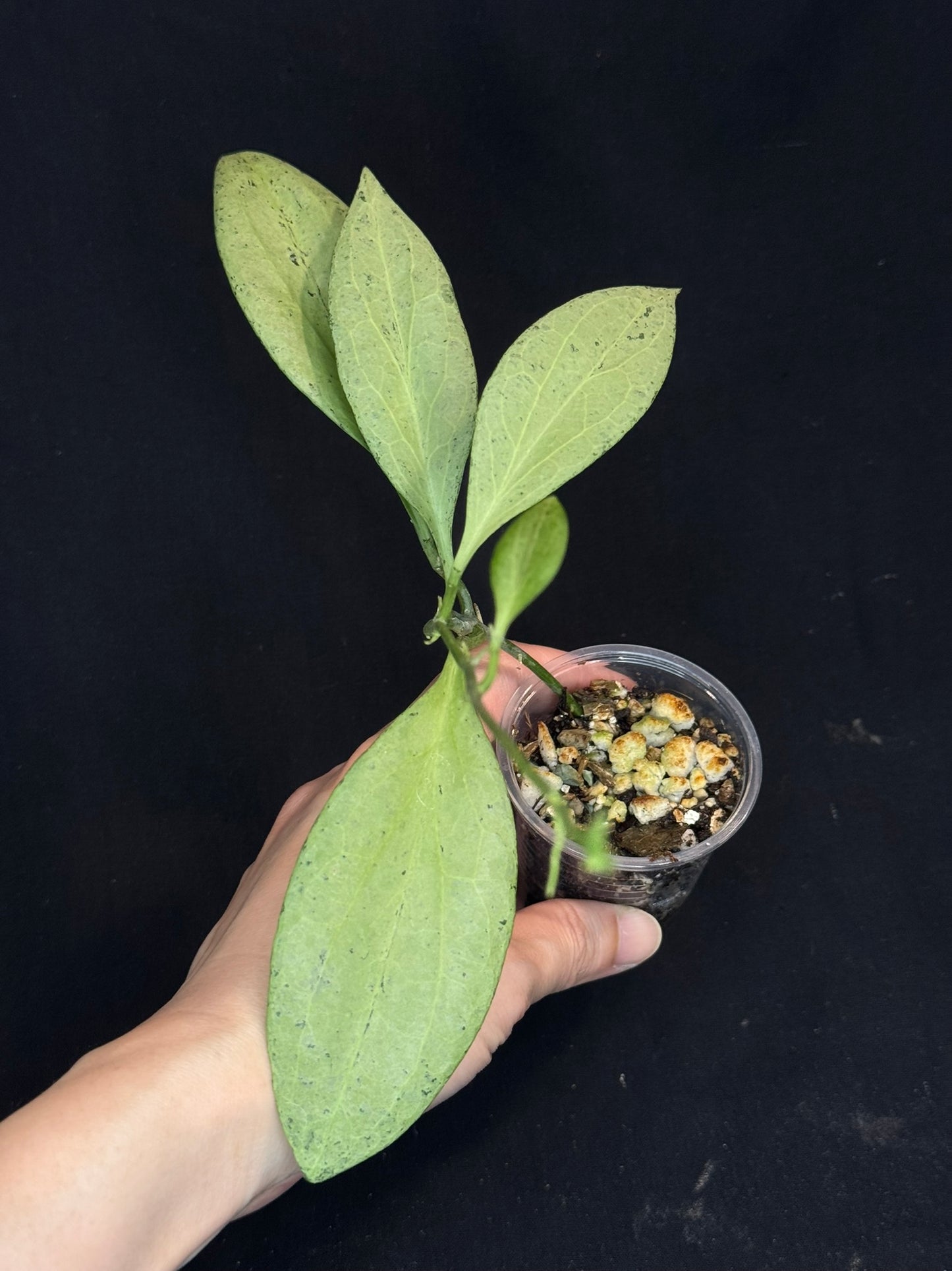 Hoya Nicholsoniae 'New Guinea Ghost', pure silver leaves