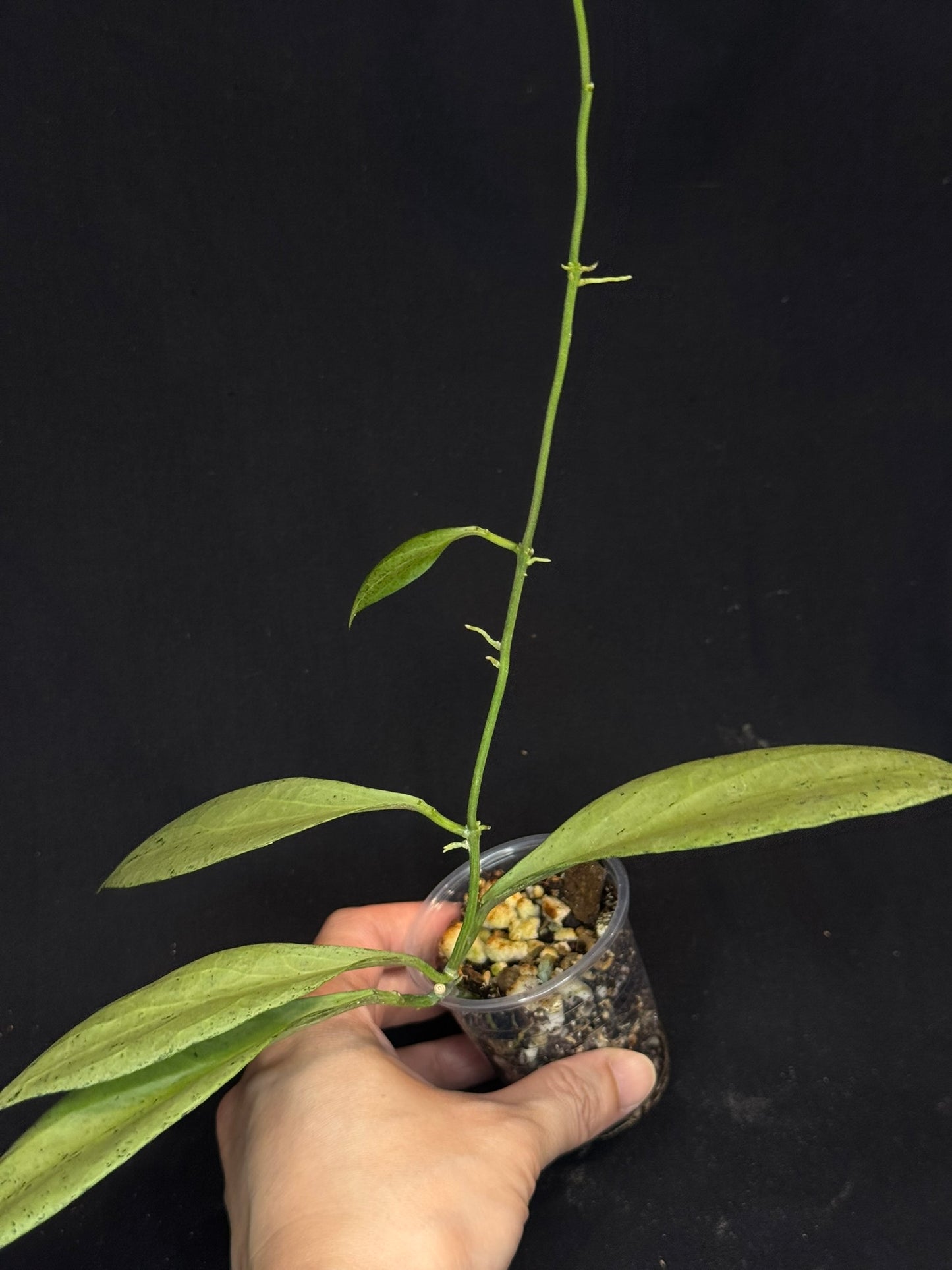 Hoya Nicholsoniae 'New Guinea Ghost', pure silver leaves