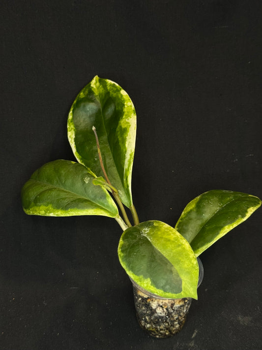 Hoya  incrassata albomarginata, nice variegation