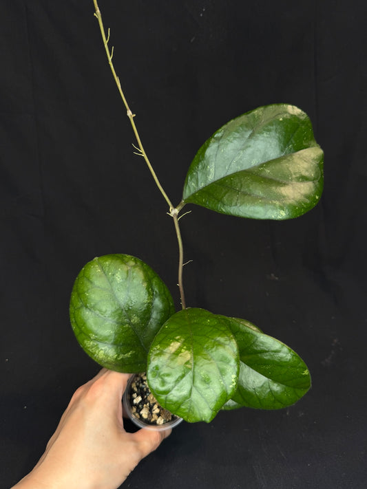 Hoya patcharawalai seedling by ice, rare
