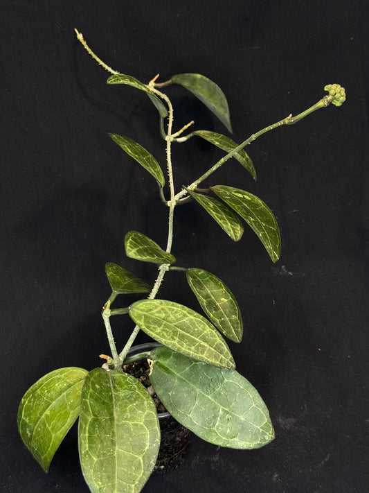 Hoya elliptica splash, splashy cute big leaves with a peduncle, big plant