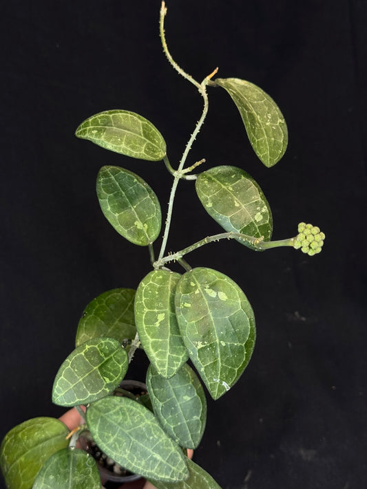 Hoya elliptica splash, splashy cute big leaves with a peduncle, big plant
