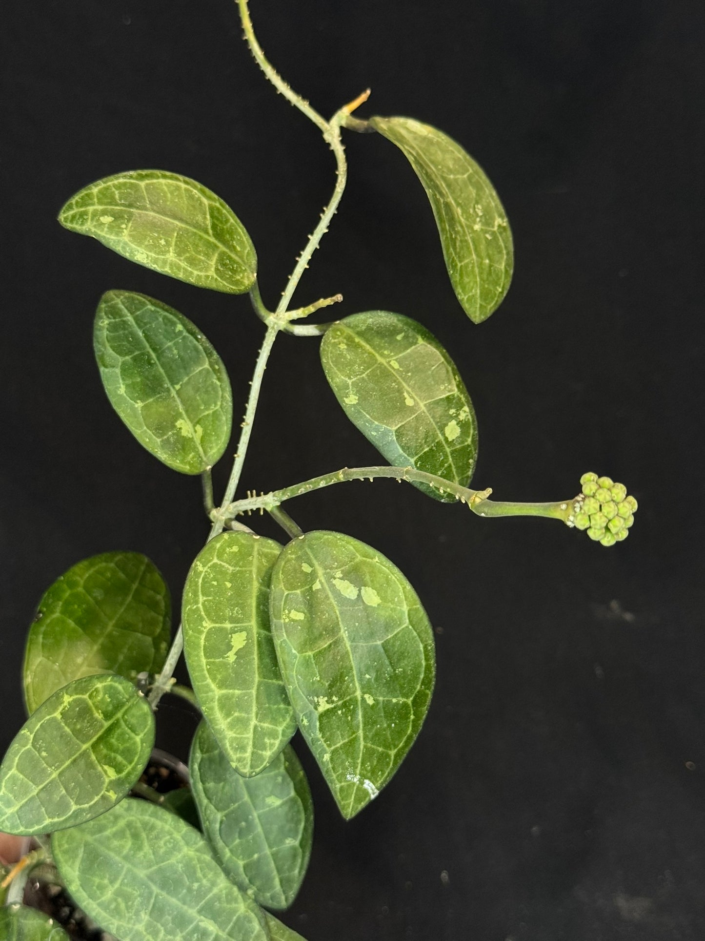 Hoya elliptica splash, splashy cute big leaves with a peduncle, big plant