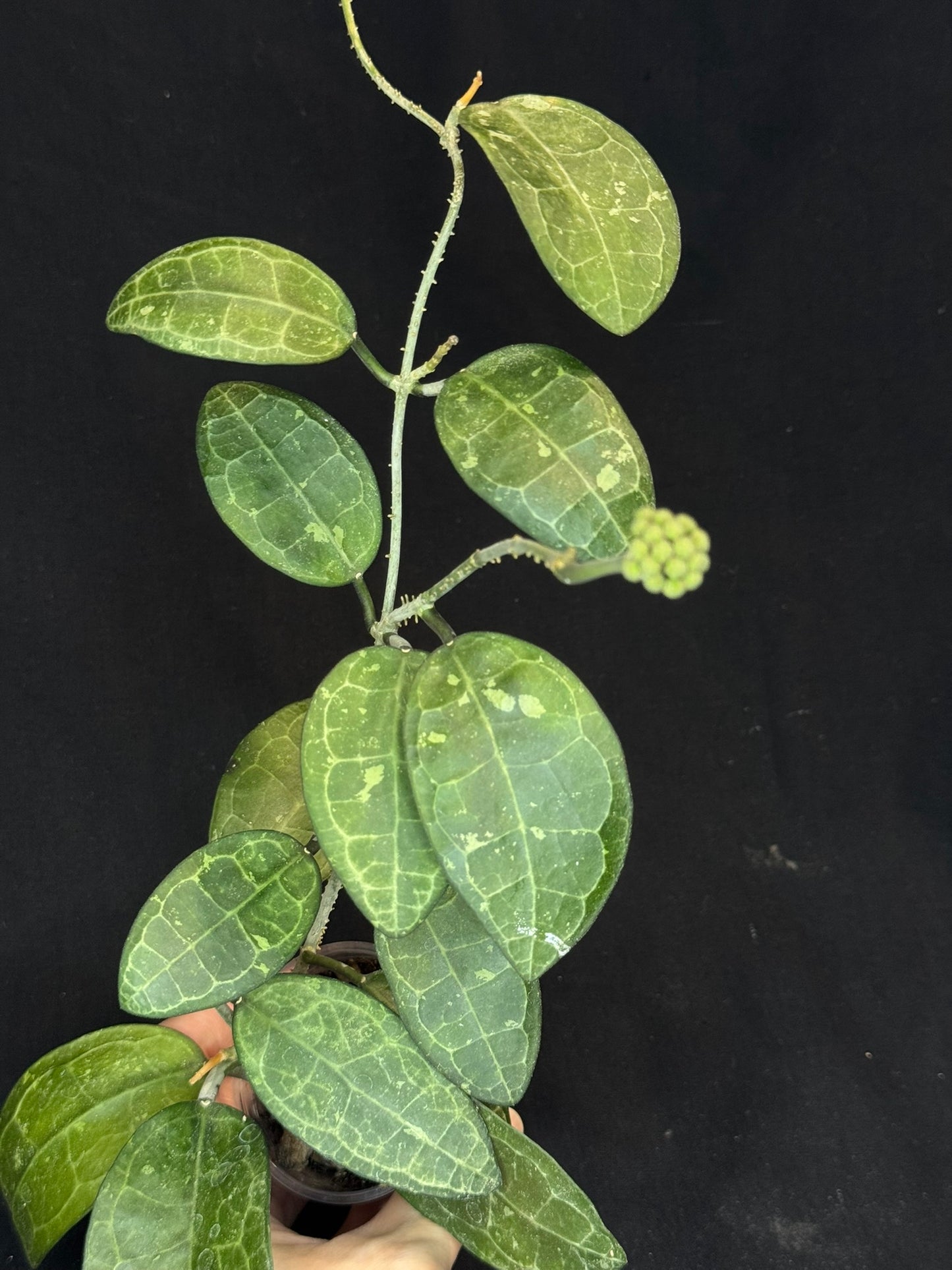 Hoya elliptica splash, splashy cute big leaves with a peduncle, big plant