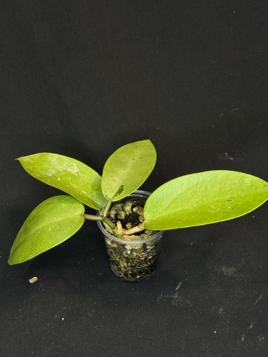 Hoya Silver Dollar, stable silver leaves