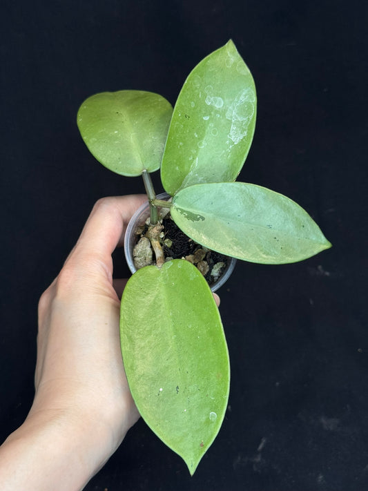 Hoya Silver Dollar, stable silver leaves