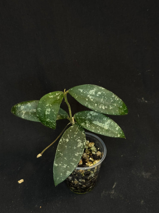 Hoya Phuwuaensis splash, with one peduncle