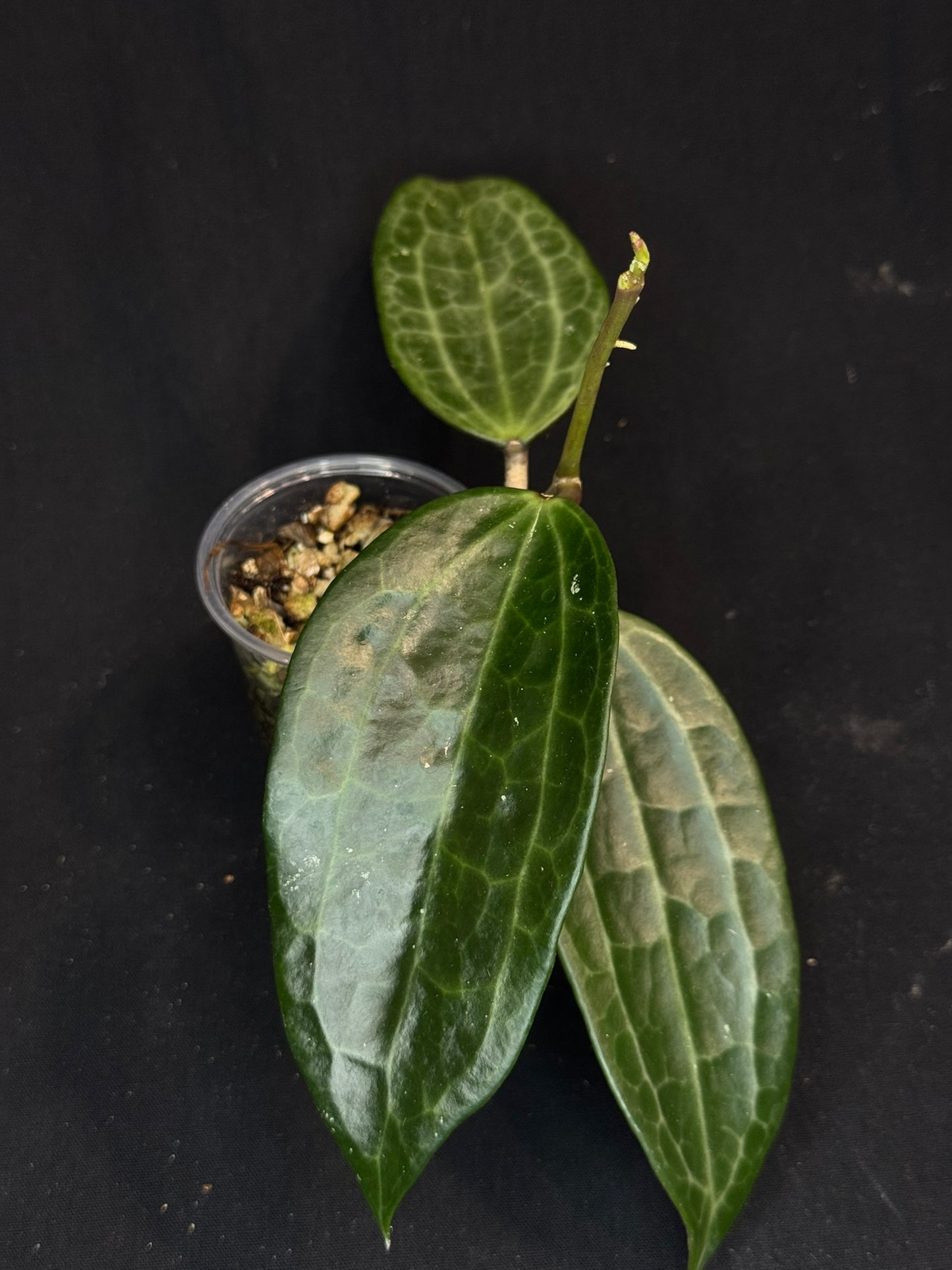 Hoya Clandestina, nice foliage, big leaves