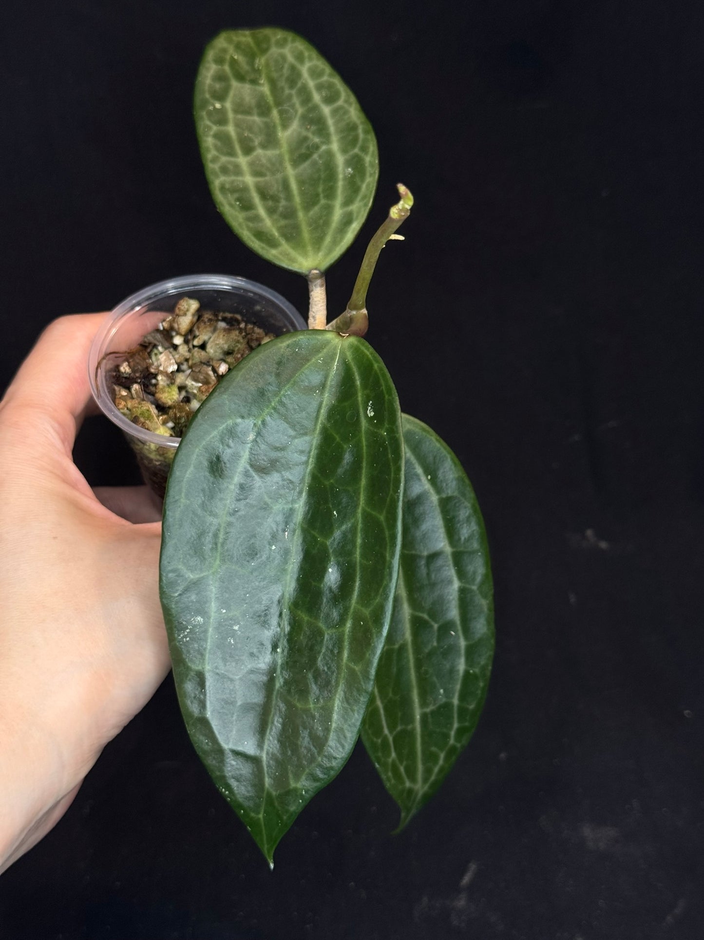 Hoya Clandestina, nice foliage, big leaves