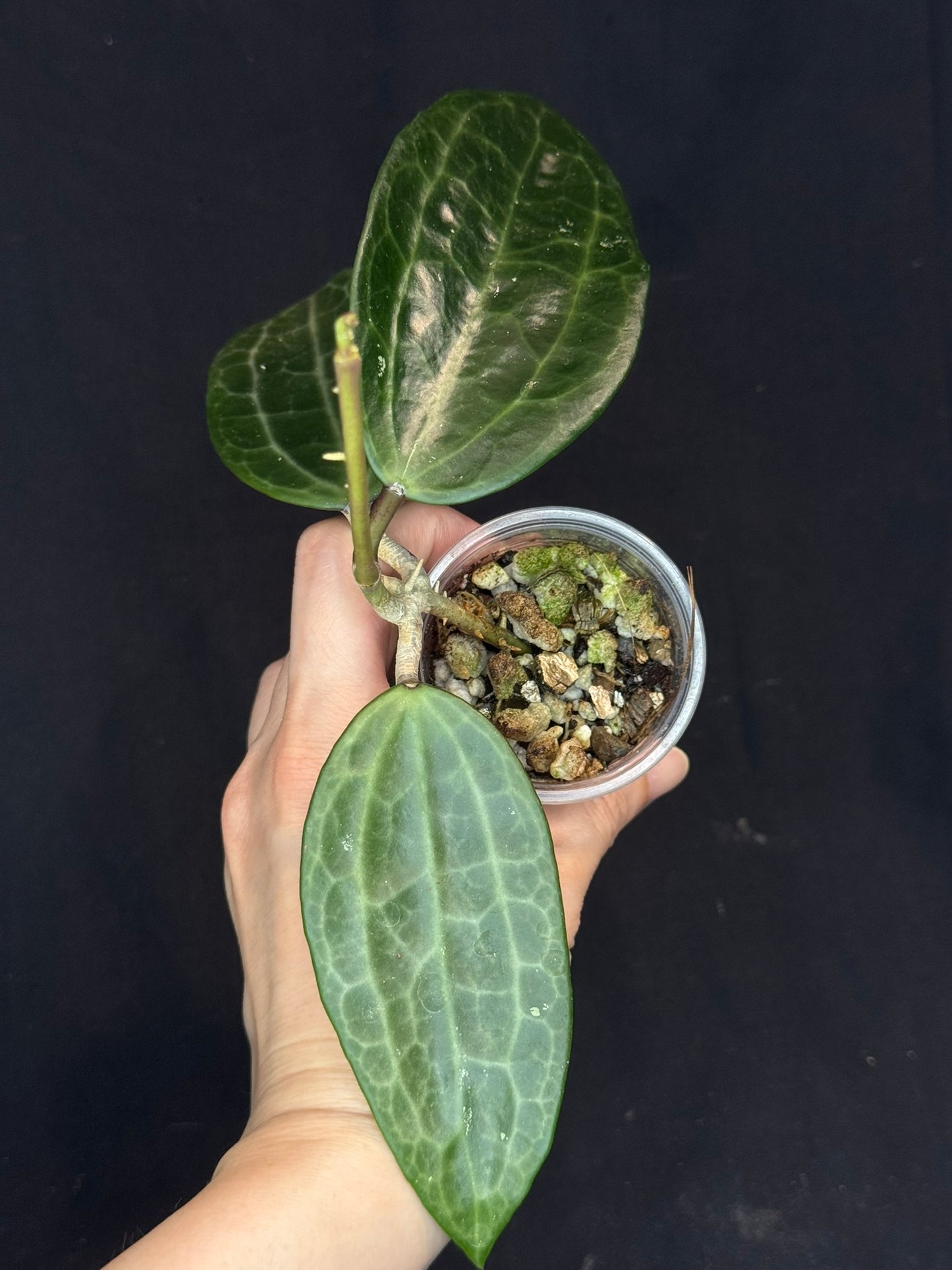 Hoya Clandestina, nice foliage, big leaves