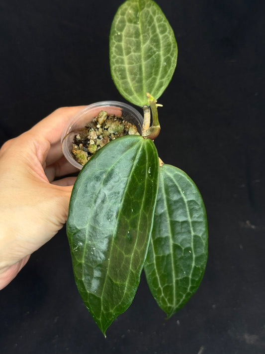 Hoya Clandestina, nice foliage, big leaves
