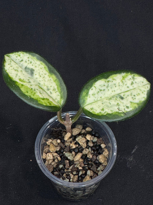 UNICORN🦄! Hoya carnosa 'Madara Green Edge', nice variegation with growth point