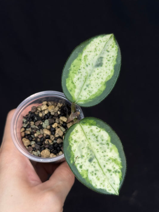 UNICORN🦄! Hoya carnosa 'Madara Green Edge', nice variegation with growth point