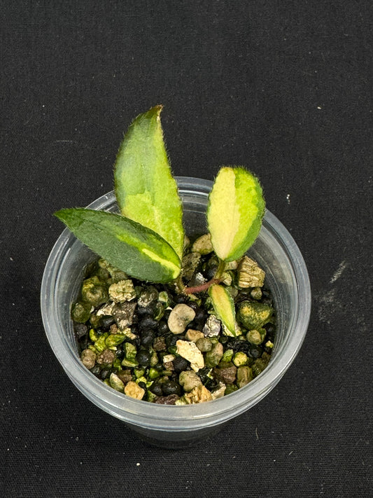 UNICORN🦄! Hoya caudata variegated, neon sunstressed variegation color, super rare (Upgrade Shipping is recommended)