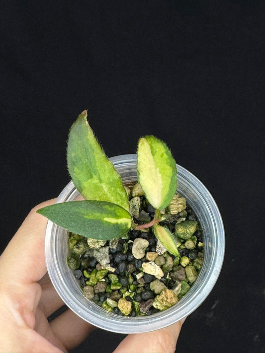 UNICORN🦄! Hoya caudata variegated, neon sunstressed variegation color, super rare (Upgrade Shipping is recommended)